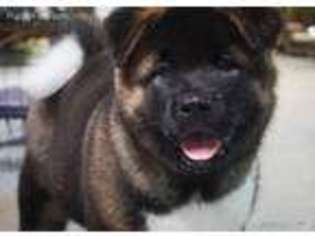 Akita Puppy for sale in Nashville, TN, USA
