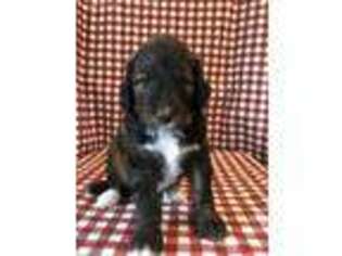 Mutt Puppy for sale in Martinsburg, WV, USA