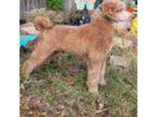 Mutt Puppy for sale in Aubrey, TX, USA