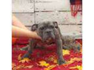 Olde English Bulldogge Puppy for sale in Cameron, OK, USA