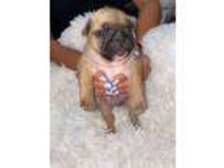 French Bulldog Puppy for sale in Oak Creek, WI, USA