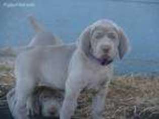 Weimaraner Puppy for sale in Amorita, OK, USA
