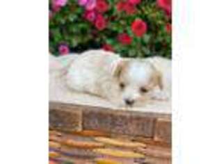 Cavapoo Puppy for sale in Seymour, MO, USA