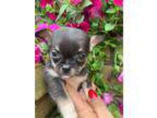 Chihuahua Puppy for sale in Canton, OH, USA