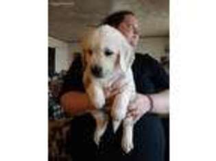 Mutt Puppy for sale in Freeport, OH, USA