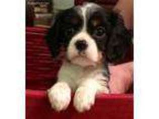 Cavalier King Charles Spaniel Puppy for sale in Huntley, IL, USA