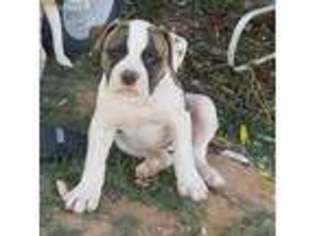 American Bulldog Puppy for sale in Bluebell, UT, USA