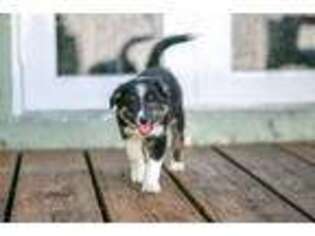 Border Collie Puppy for sale in Hollywood, FL, USA