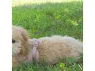 Goldendoodle Puppy for sale in Alexandria, VA, USA