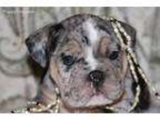 Bulldog Puppy for sale in Coarsegold, CA, USA