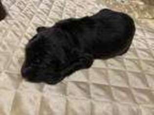 Mutt Puppy for sale in Deadwood, OR, USA