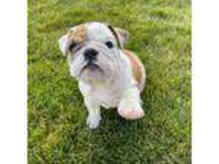 Bulldog Puppy for sale in Caldwell, ID, USA