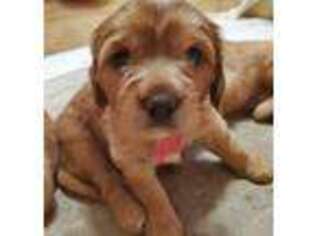 Mutt Puppy for sale in Placentia, CA, USA