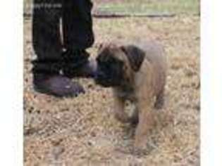 Bullmastiff Puppy for sale in Burleson, TX, USA