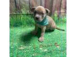 Mutt Puppy for sale in West Mifflin, PA, USA