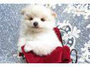 Pomeranian Puppy for sale in Springfield, MO, USA