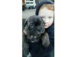 Bullmastiff Puppy for sale in Cottage Grove, OR, USA