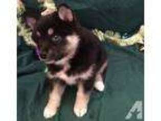 Mutt Puppy for sale in SARONVILLE, NE, USA