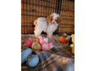 Mutt Puppy for sale in Pollock, LA, USA