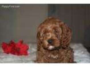 Cavapoo Puppy for sale in Stevens, PA, USA
