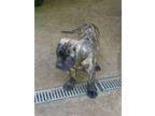 Mastiff Puppy for sale in Carlisle, PA, USA