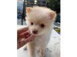 Pomeranian Puppy for sale in Monterey Park, CA, USA