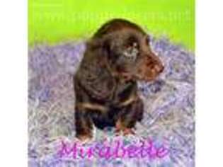 Dachshund Puppy for sale in Carlsbad, CA, USA