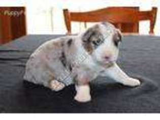 Australian Shepherd Puppy for sale in Richards, MO, USA
