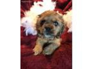 Cocker Spaniel Puppy for sale in Tulare, CA, USA