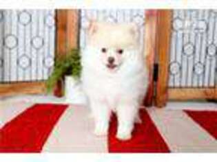 Pomeranian Puppy for sale in Fort Myers, FL, USA