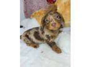 Dachshund Puppy for sale in Buffalo, MO, USA