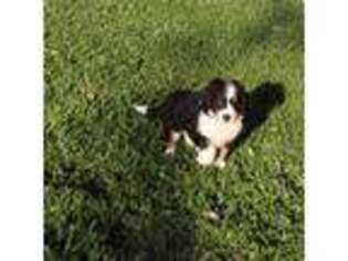 Mutt Puppy for sale in Morehead, KY, USA