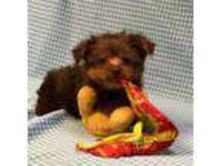 Yorkshire Terrier Puppy for sale in Puxico, MO, USA