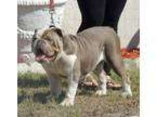 Bulldog Puppy for sale in Sebring, FL, USA