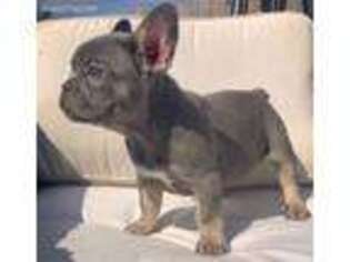 French Bulldog Puppy for sale in Brodhead, WI, USA