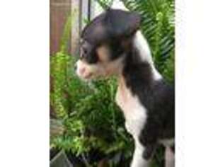 Chihuahua Puppy for sale in Dickson, TN, USA
