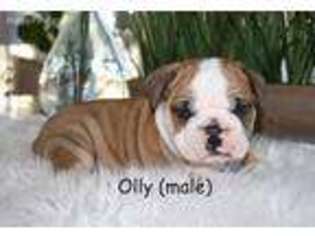 Olde English Bulldogge Puppy for sale in Milton, PA, USA