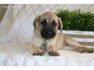 Mastiff Puppy for sale in Goshen, IN, USA