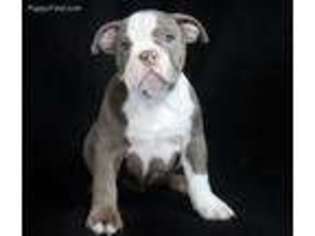 Olde English Bulldogge Puppy for sale in Mequon, WI, USA