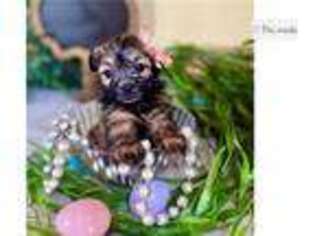 Shih-Poo Puppy for sale in Fort Smith, AR, USA