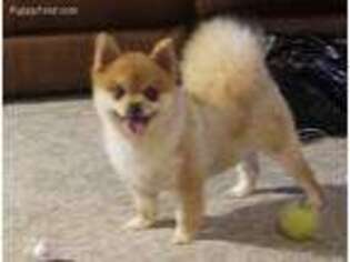 Pomeranian Puppy for sale in Clyde, NC, USA