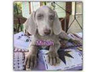Weimaraner Puppy for sale in El Campo, TX, USA