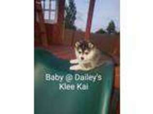 Alaskan Klee Kai Puppy for sale in Apache Junction, AZ, USA