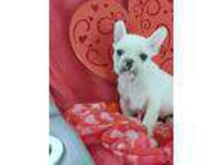 French Bulldog Puppy for sale in Humphreys, MO, USA