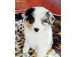 Australian Shepherd Puppy for sale in Tucson, AZ, USA