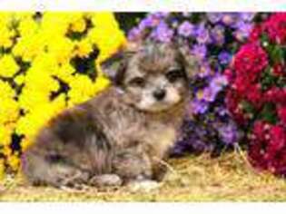 Maltipom Puppy for sale in Appomattox, VA, USA