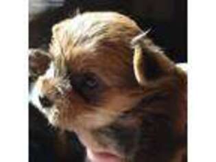 Yorkshire Terrier Puppy for sale in Silverton, OR, USA