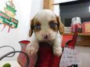 Cavalier King Charles Spaniel Puppy for sale in Flemingsburg, KY, USA
