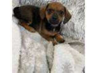 Dachshund Puppy for sale in East Greenwich, RI, USA