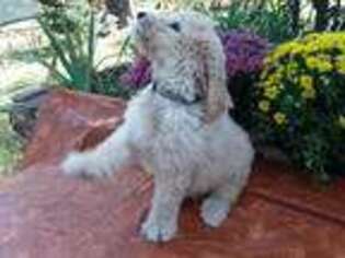 Goldendoodle Puppy for sale in Poulan, GA, USA